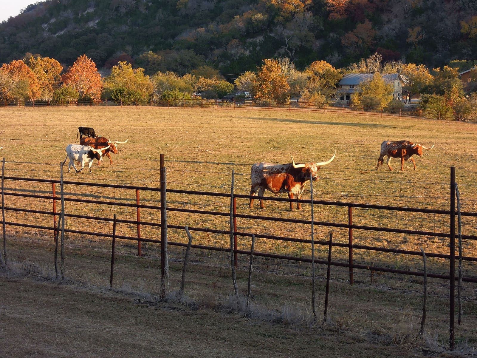 Ganado pastando en una finca vallada al atardecer.